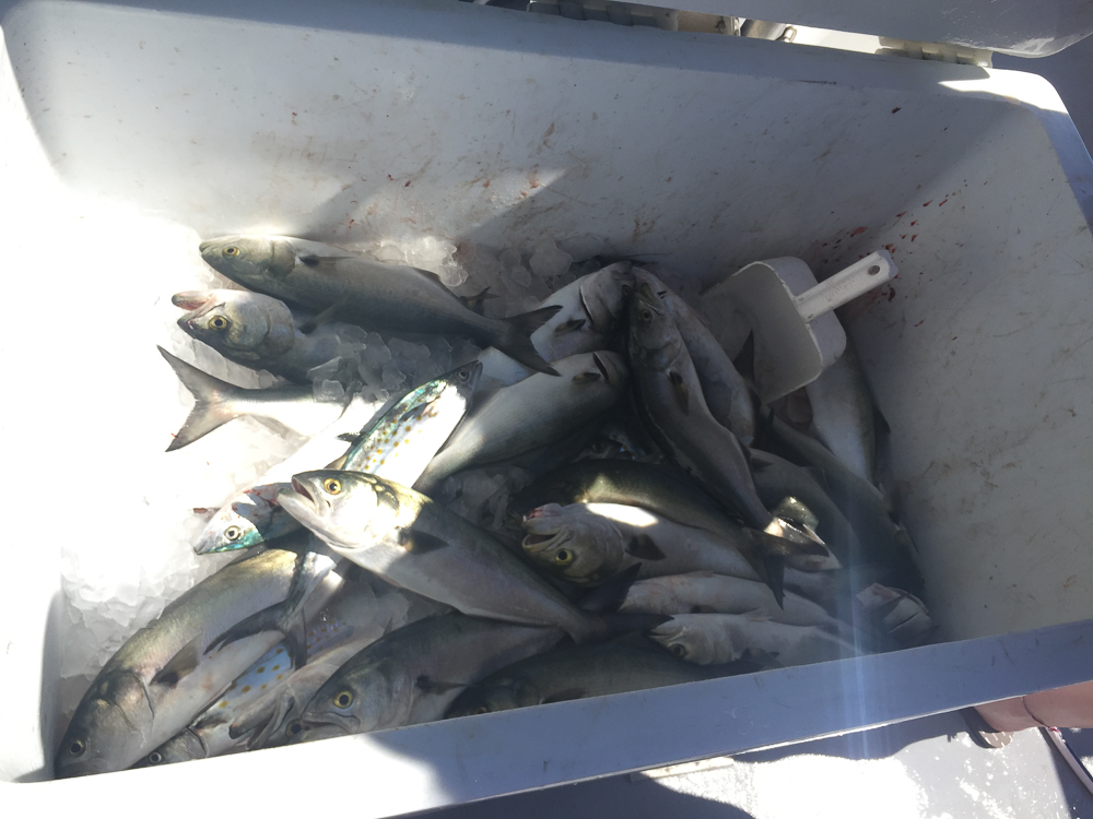 Fishing with Captain Brian on the Stormy Petrel II