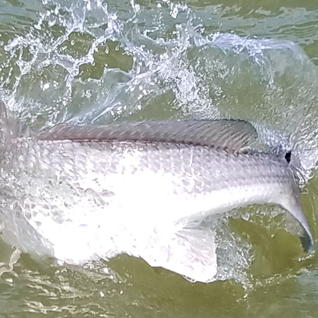 Red Drum Teach's Lair Fishing Inshore Sound