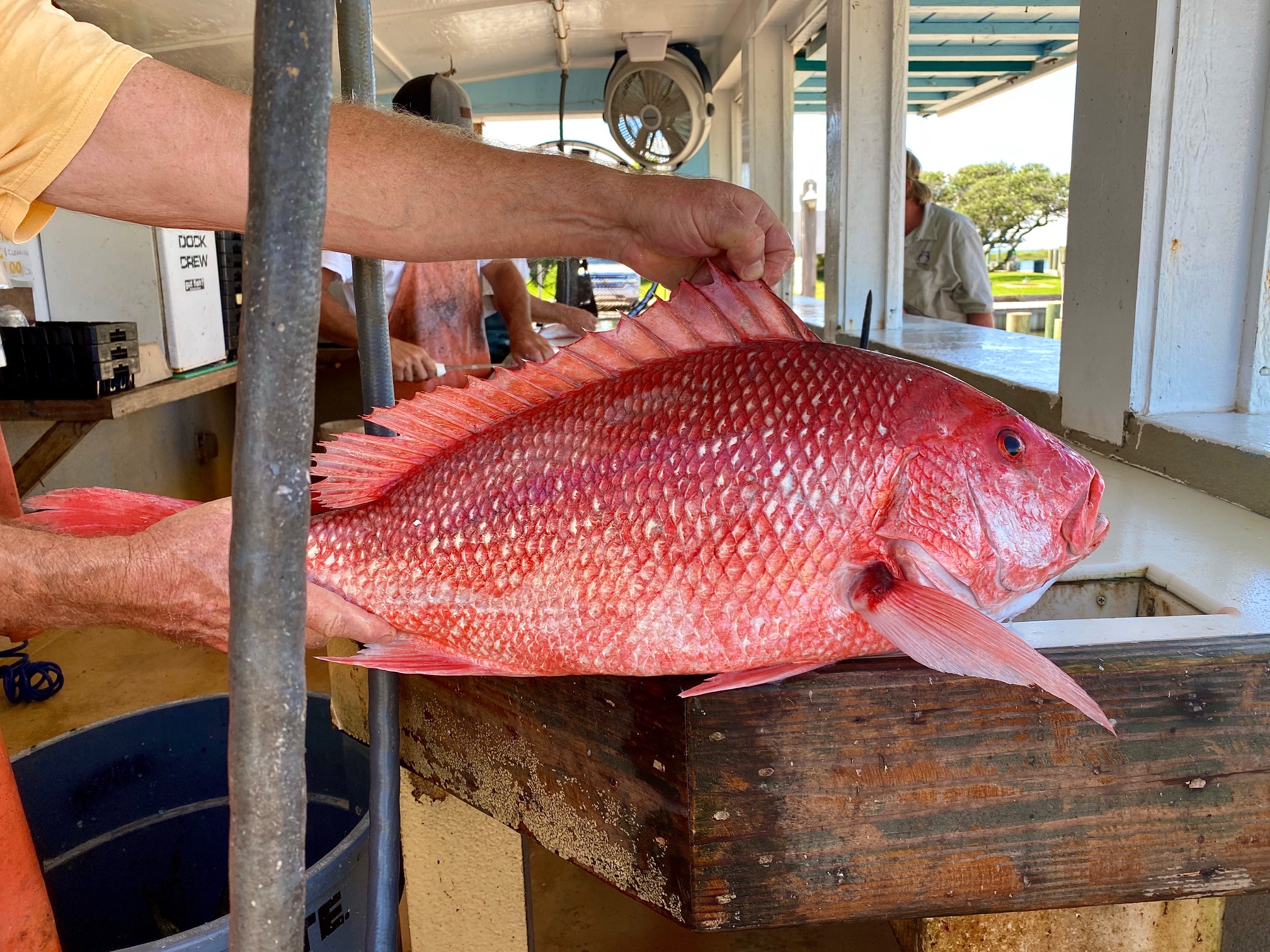 Runaway Fishing Teach's Lair Red Snapper