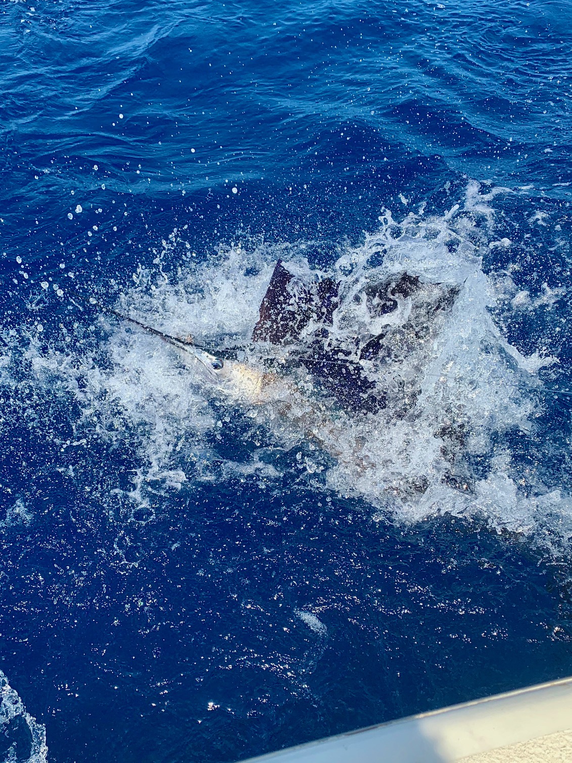 Hatteras Sportfishing Charters Sailfish Release Citation Teach's Lair