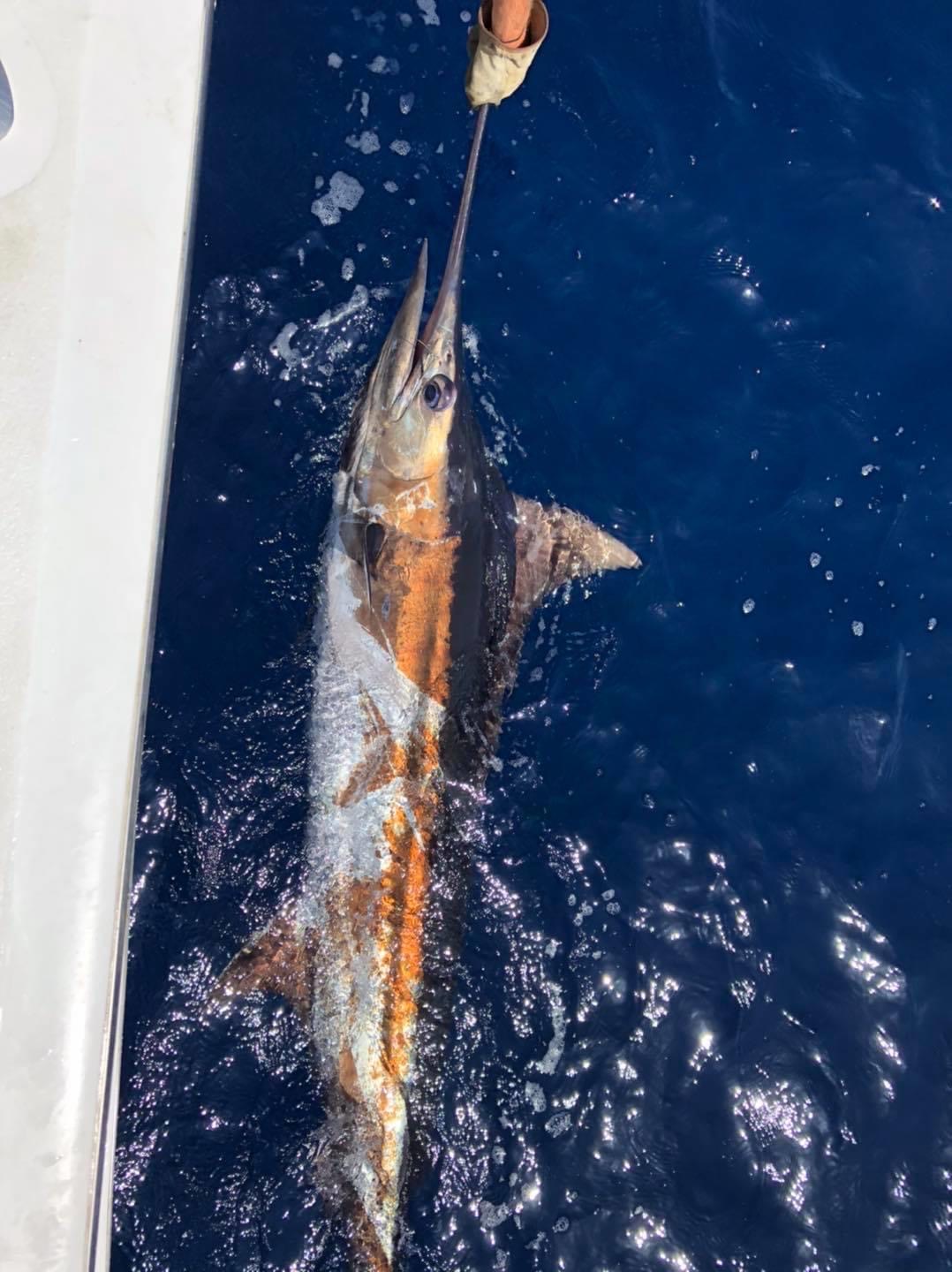 Hatteras Sportfishing Sailfish Offshore Gulfstream Teach's Lair