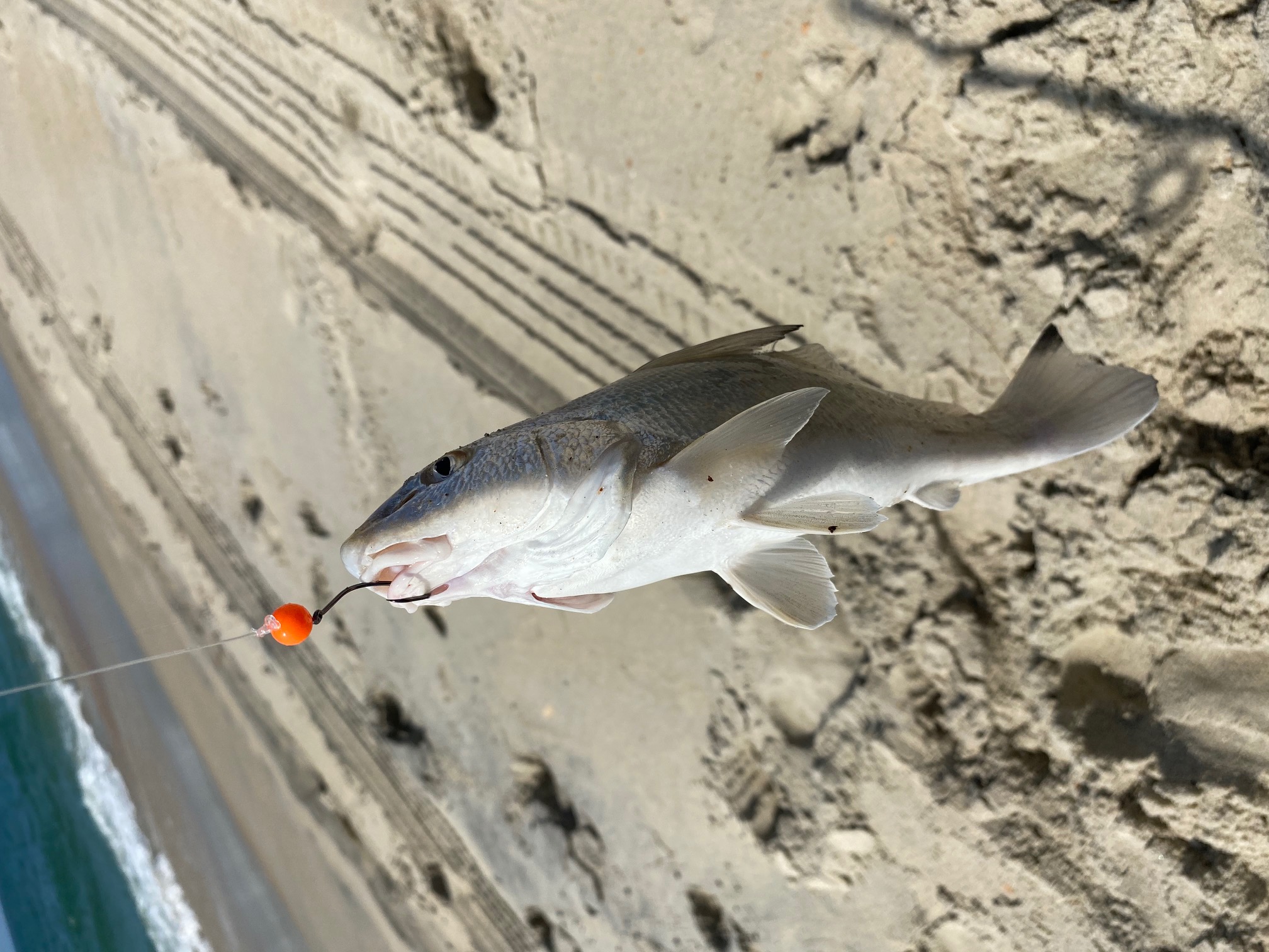 Sea Mullet Surf Fishing