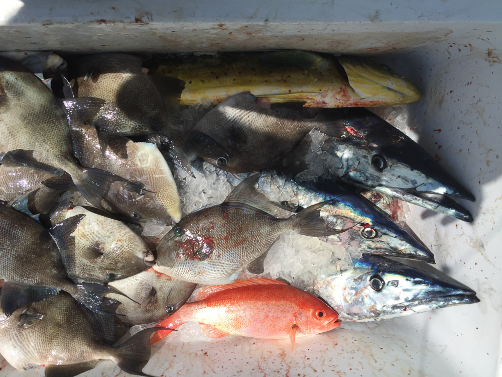 Fishing on the Stormy Petrel II with Captain Brian Patteson