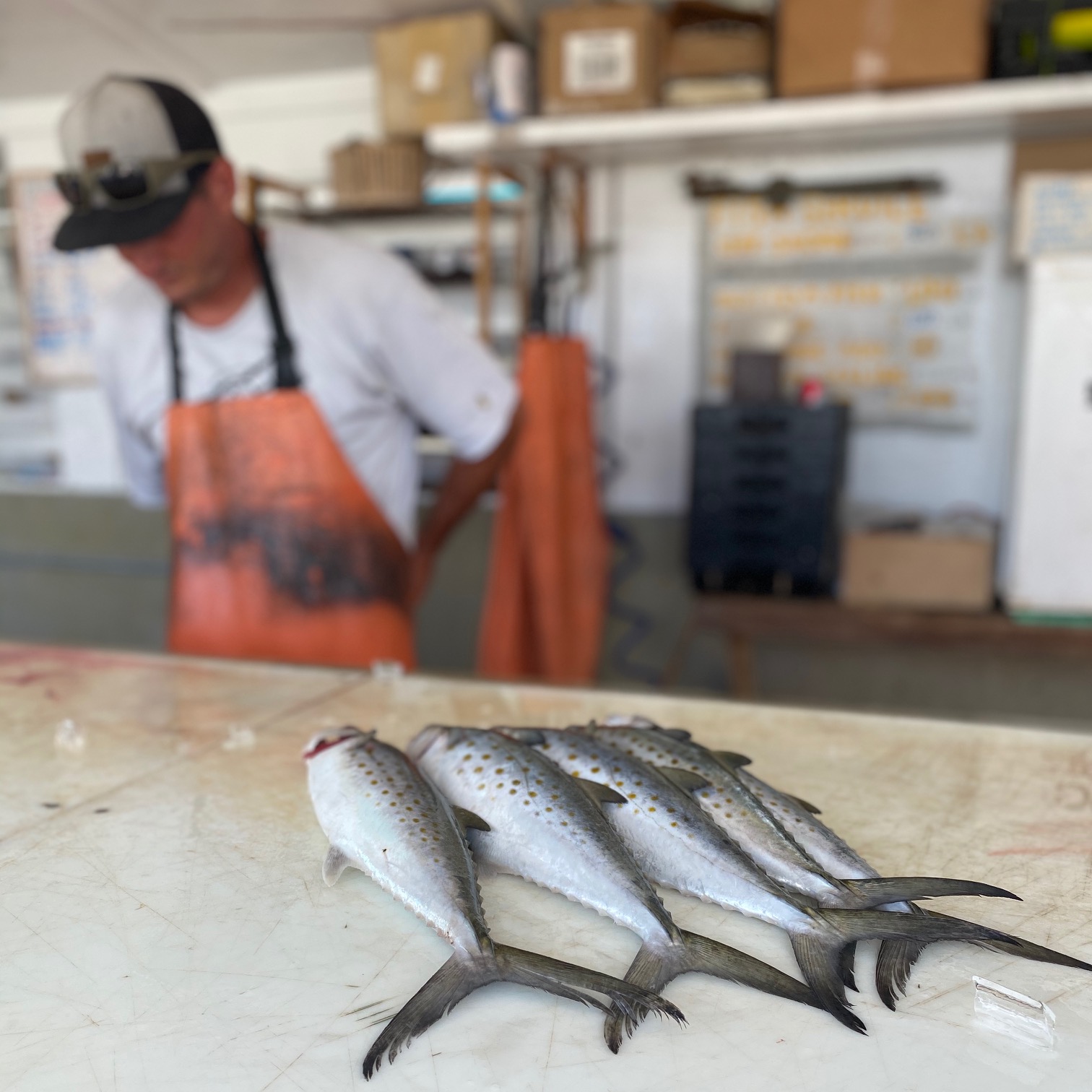 Spanish Mackerel Teach's Lair