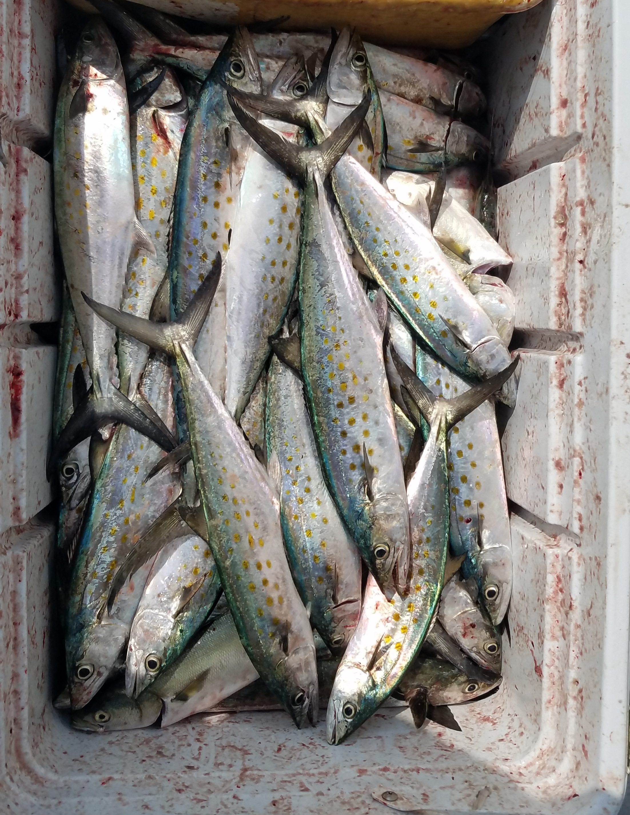 Spanish Mackerel Teach's Lair