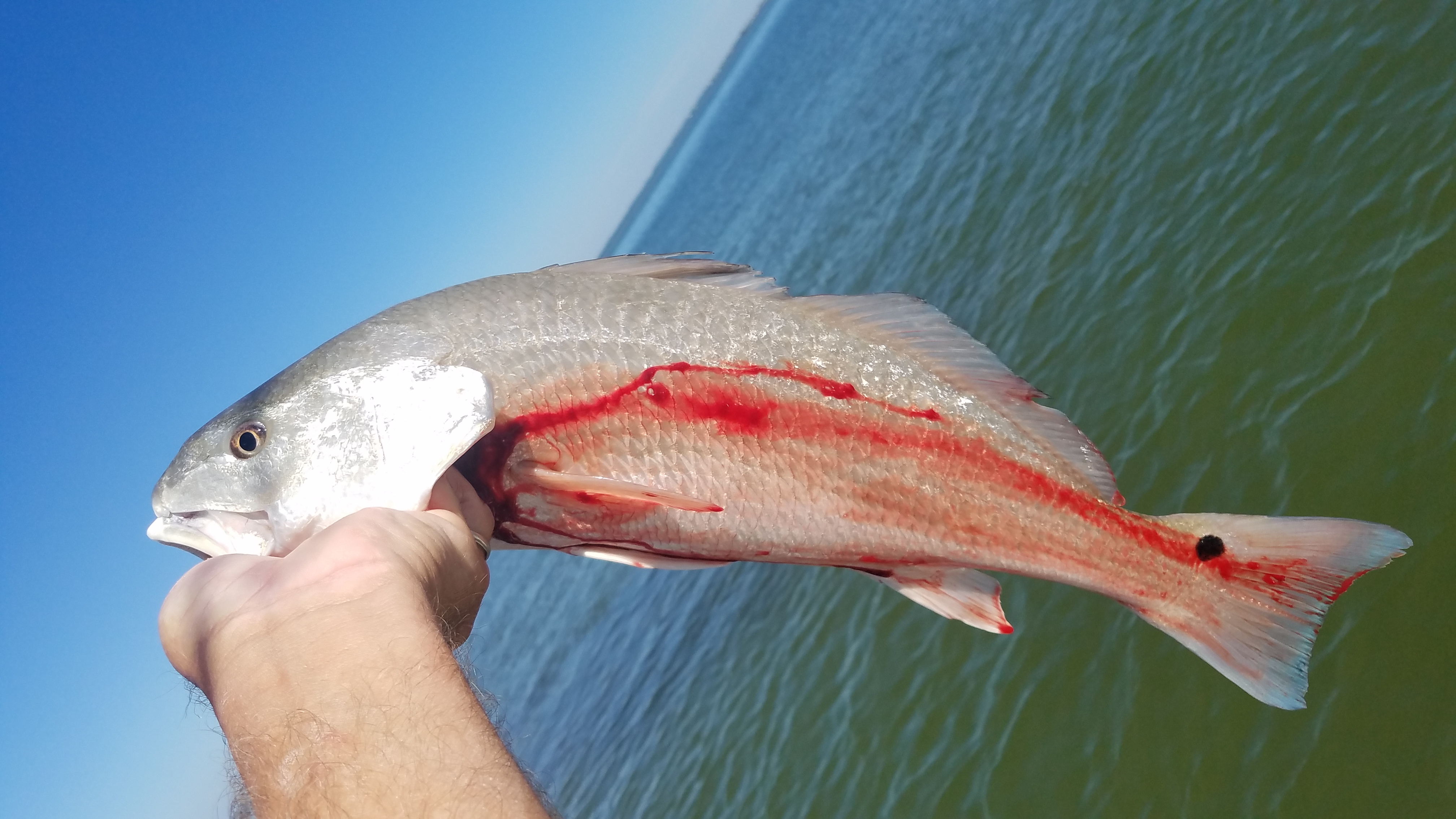 Red Drum Speck-Tackler Teach's Lair