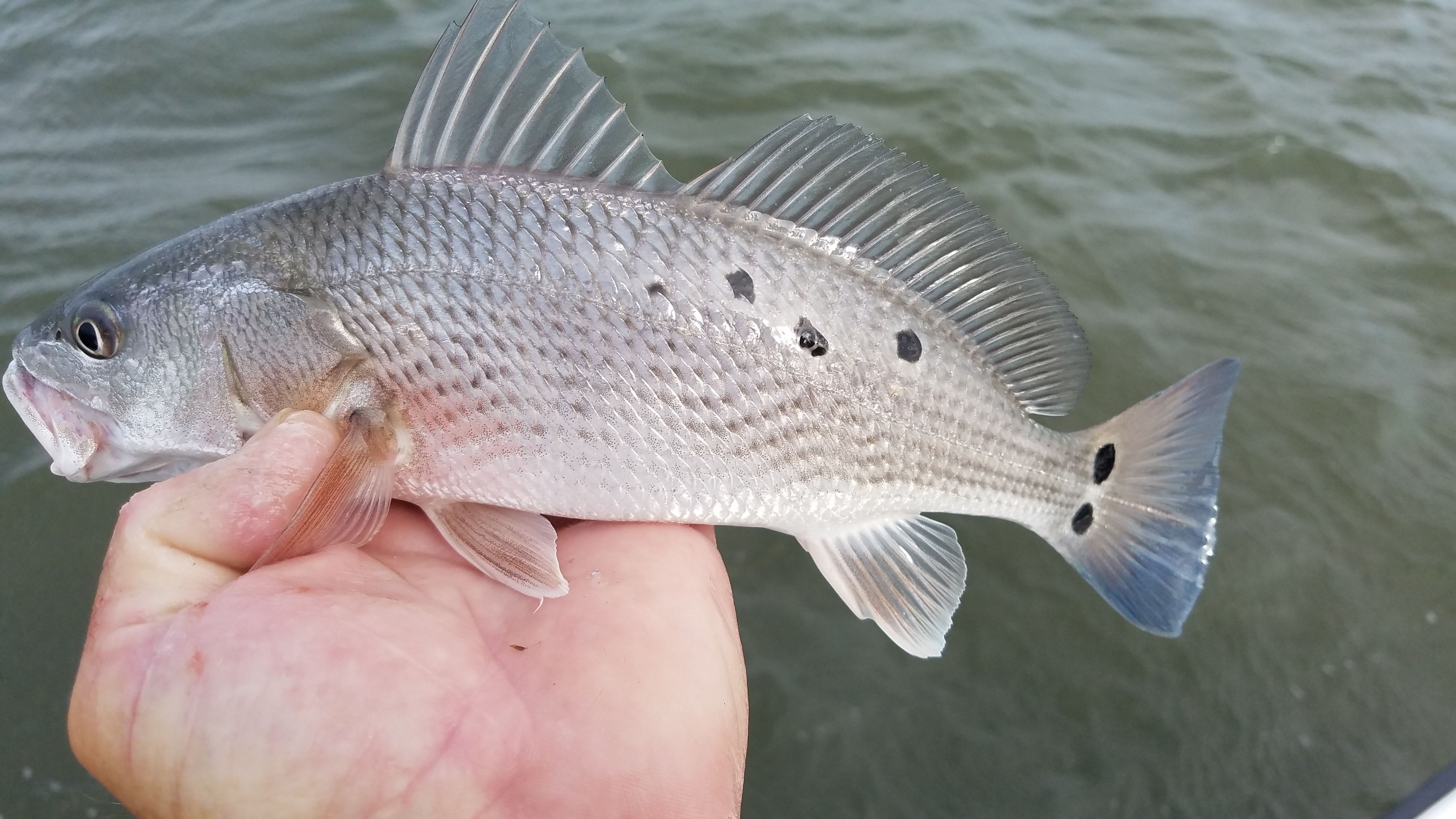 Speck-Tackler Fishing Teach's Lair Red Drum Puppy