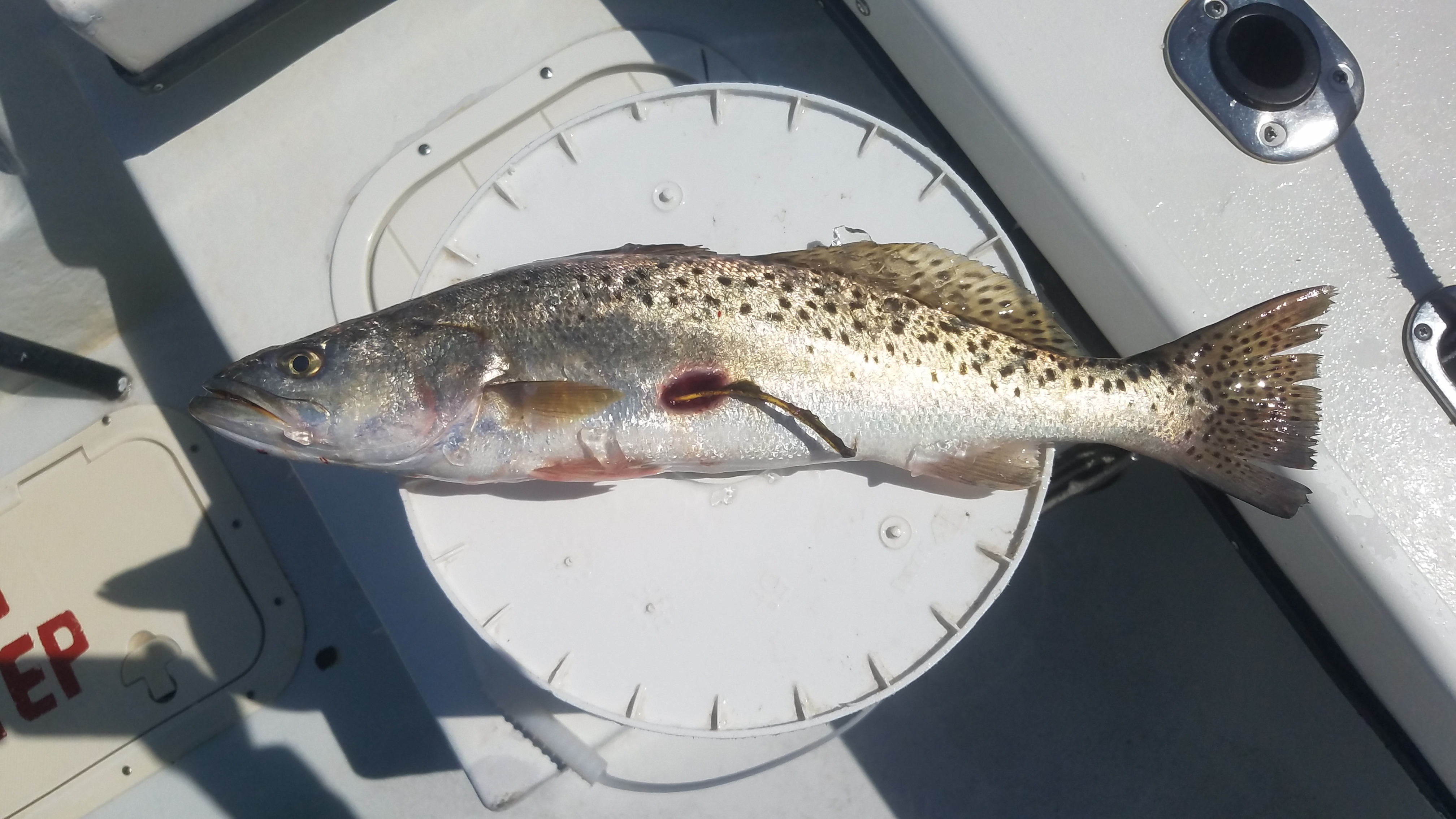 Tagged Spanish Mackerel Teach's Lair Speck-Tackler Fish Tag