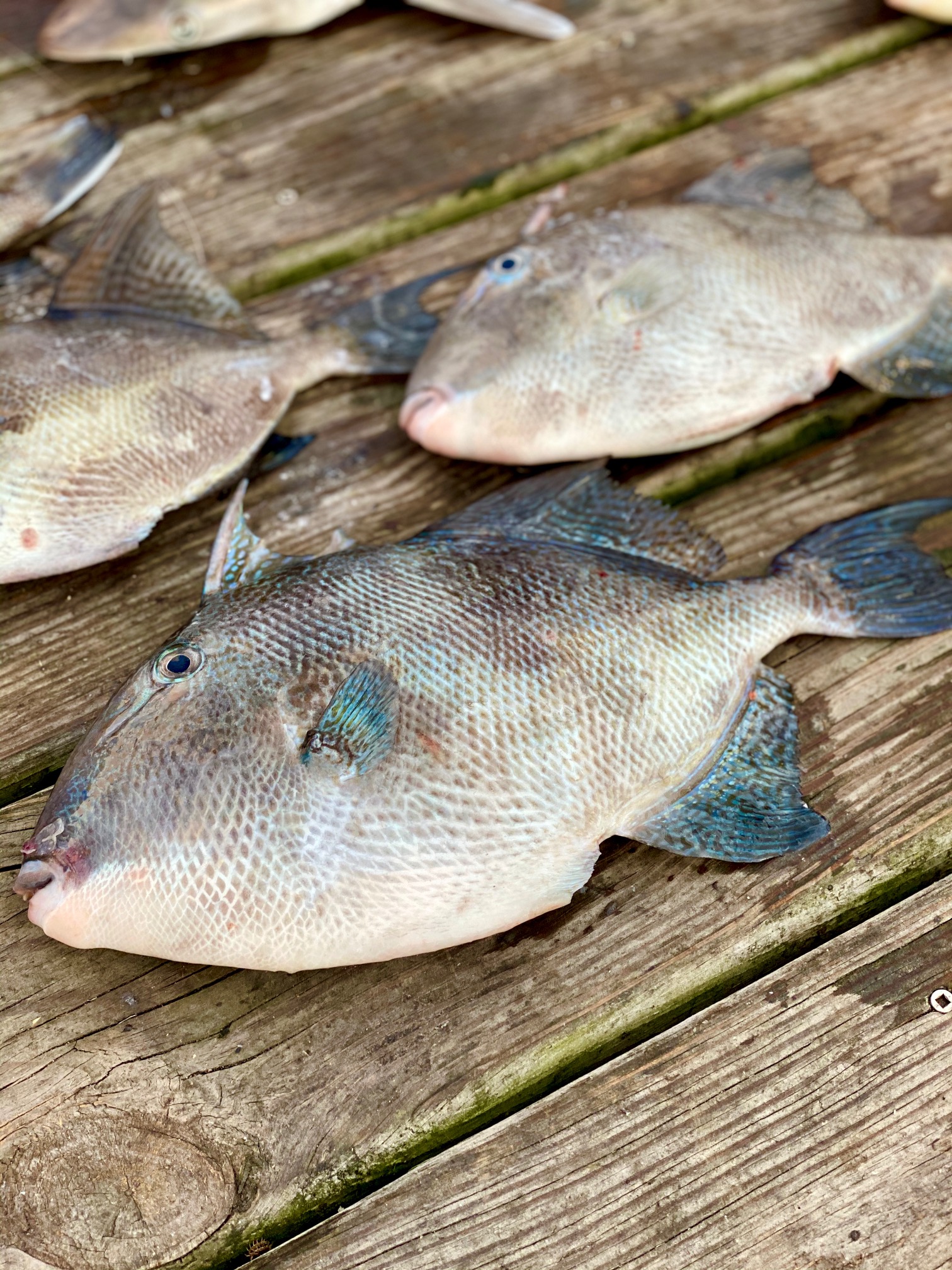 Rabid Tuna Triggerfish