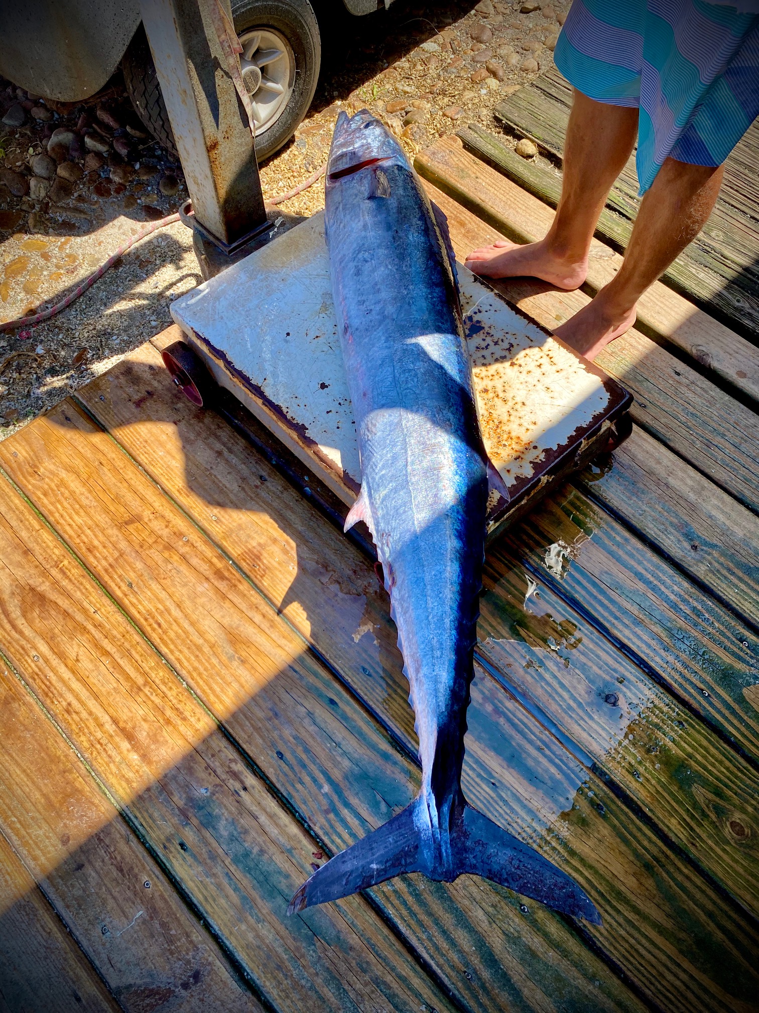 Teach's Lair Fishing Charters Wahoo